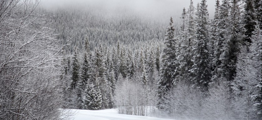 Long Distance Car Transport With Snow Tires & Chains