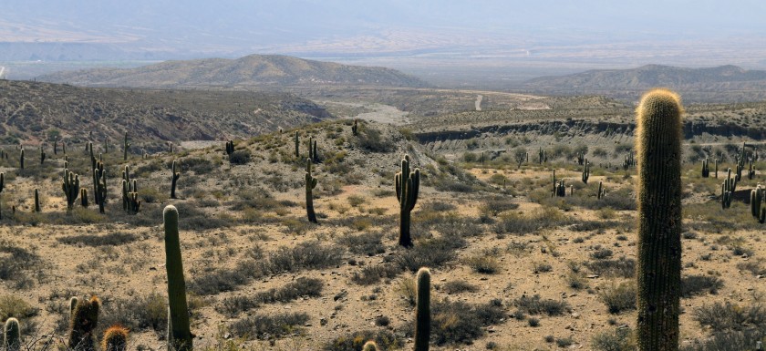 phoenix-az-desert