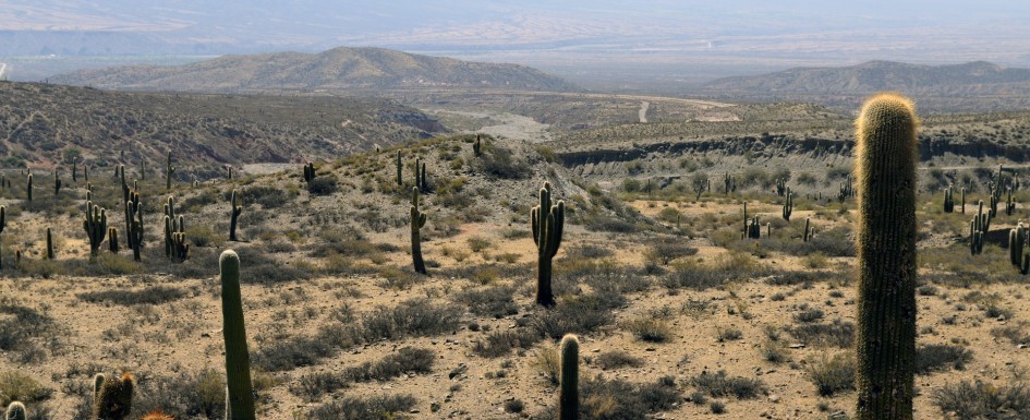 phoenix-az-desert